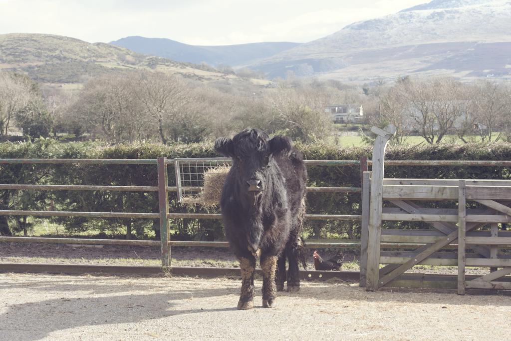 Villa Tyddyn Perthi Farm Llanberis Exterior foto
